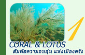 ตรัง: Coral and Lotus
