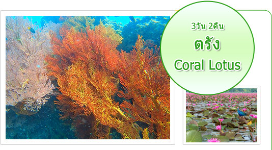 ตรัง: Coral and Lotus